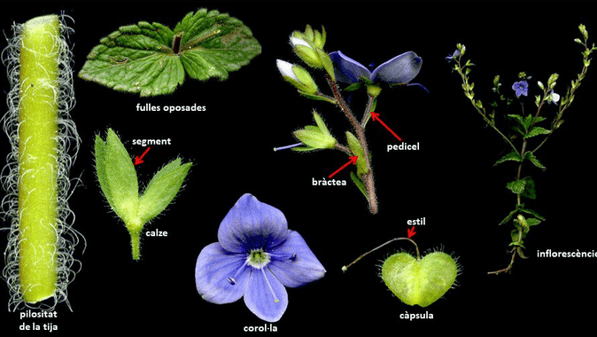 destacada_espaiflora