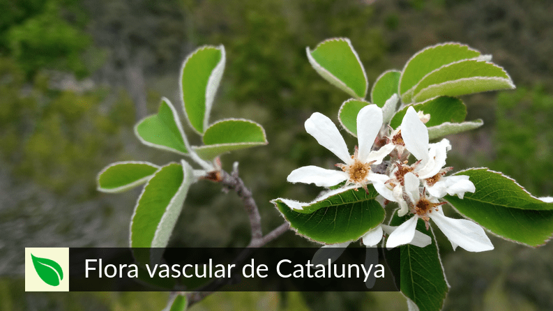 destacada_iNat_resum_2025